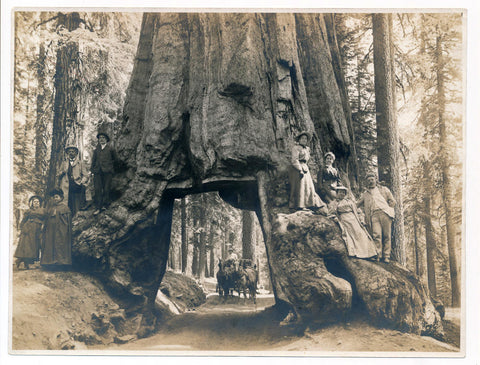 The Wawona Tunnel Tree Original Photograph. Type 1 PSA - 1910s  Image 1